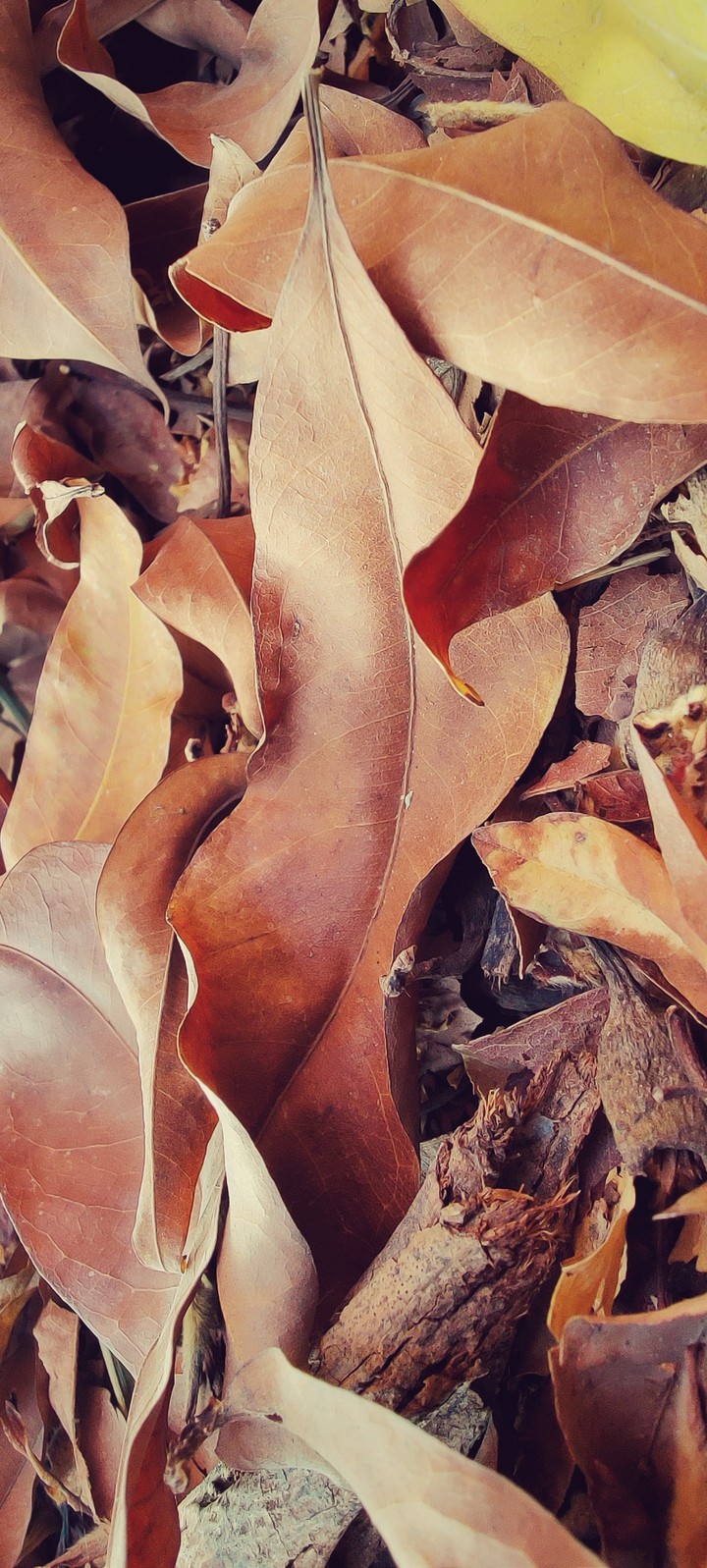shed leaves