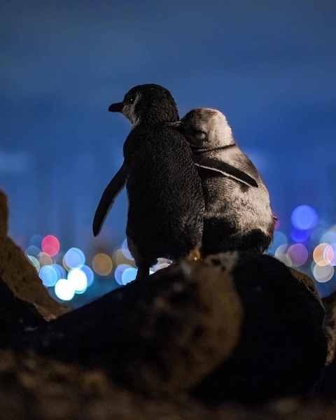 רקעים bird, Penguin