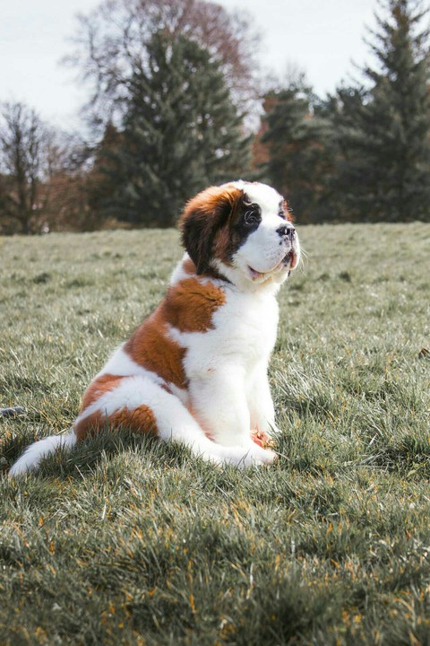 шпалери dog, carnivoran