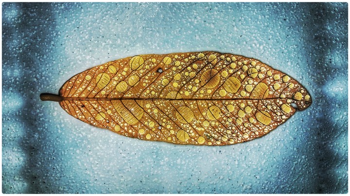 drops on leaves