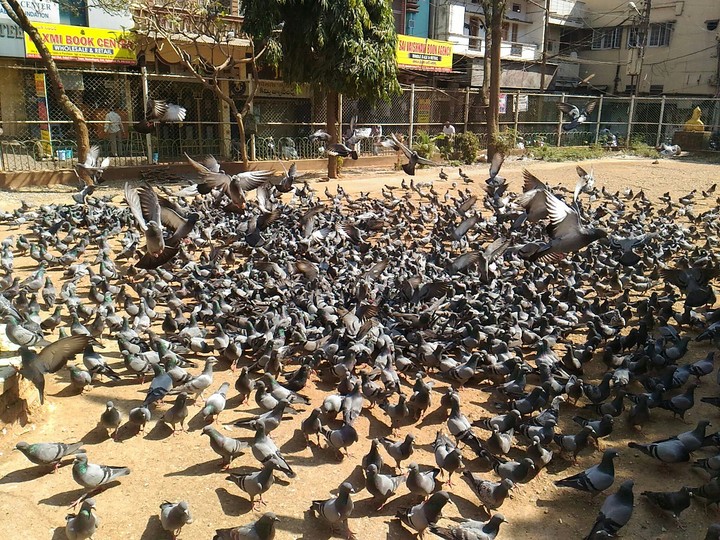 Pigeons
