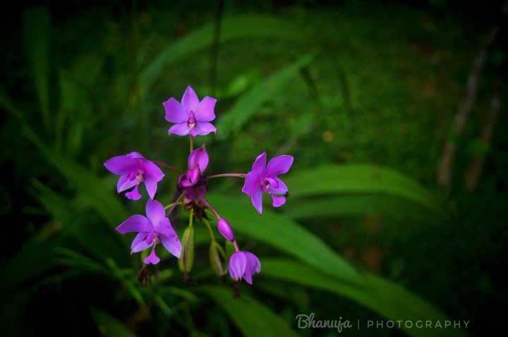 Purple...