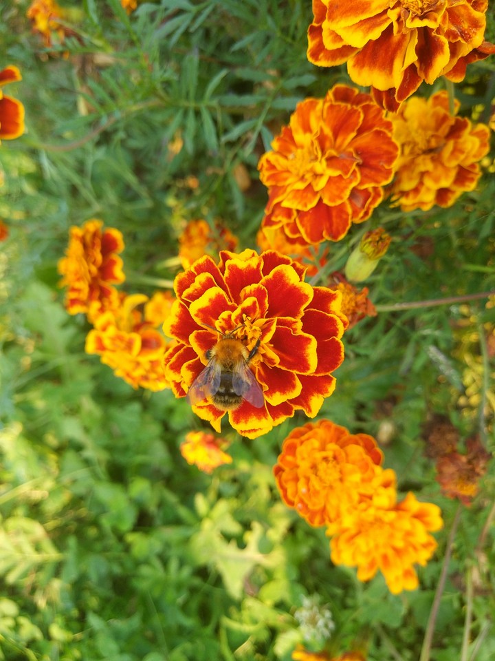 autumn. marigold. bee.