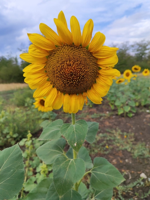 sfondi flower, Yellow