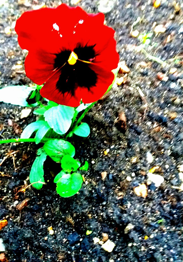 fleur