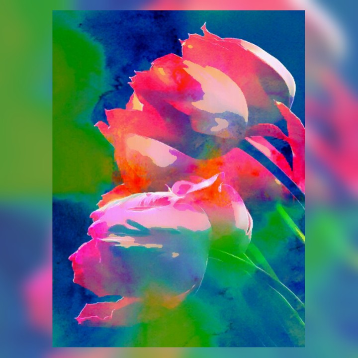 Tulips