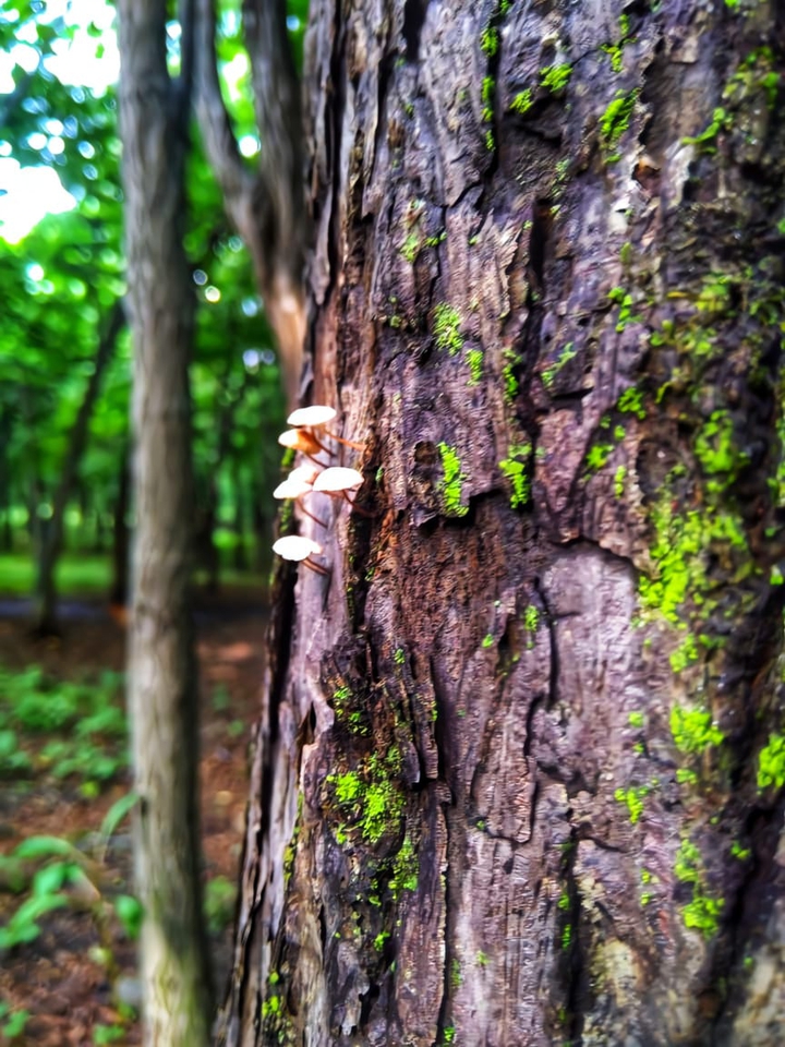 mushrooms