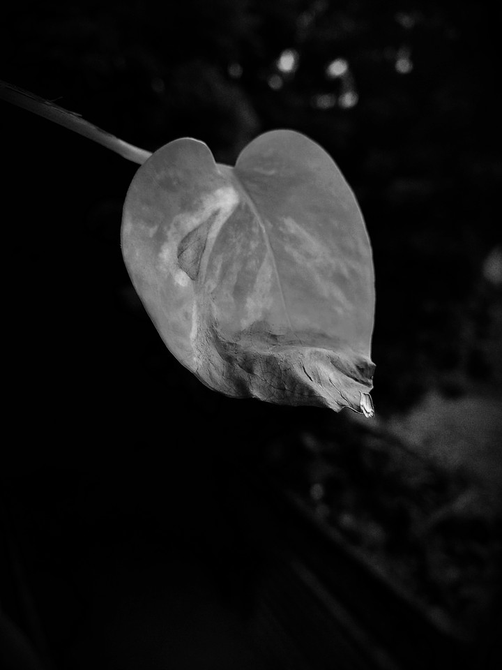 leaves