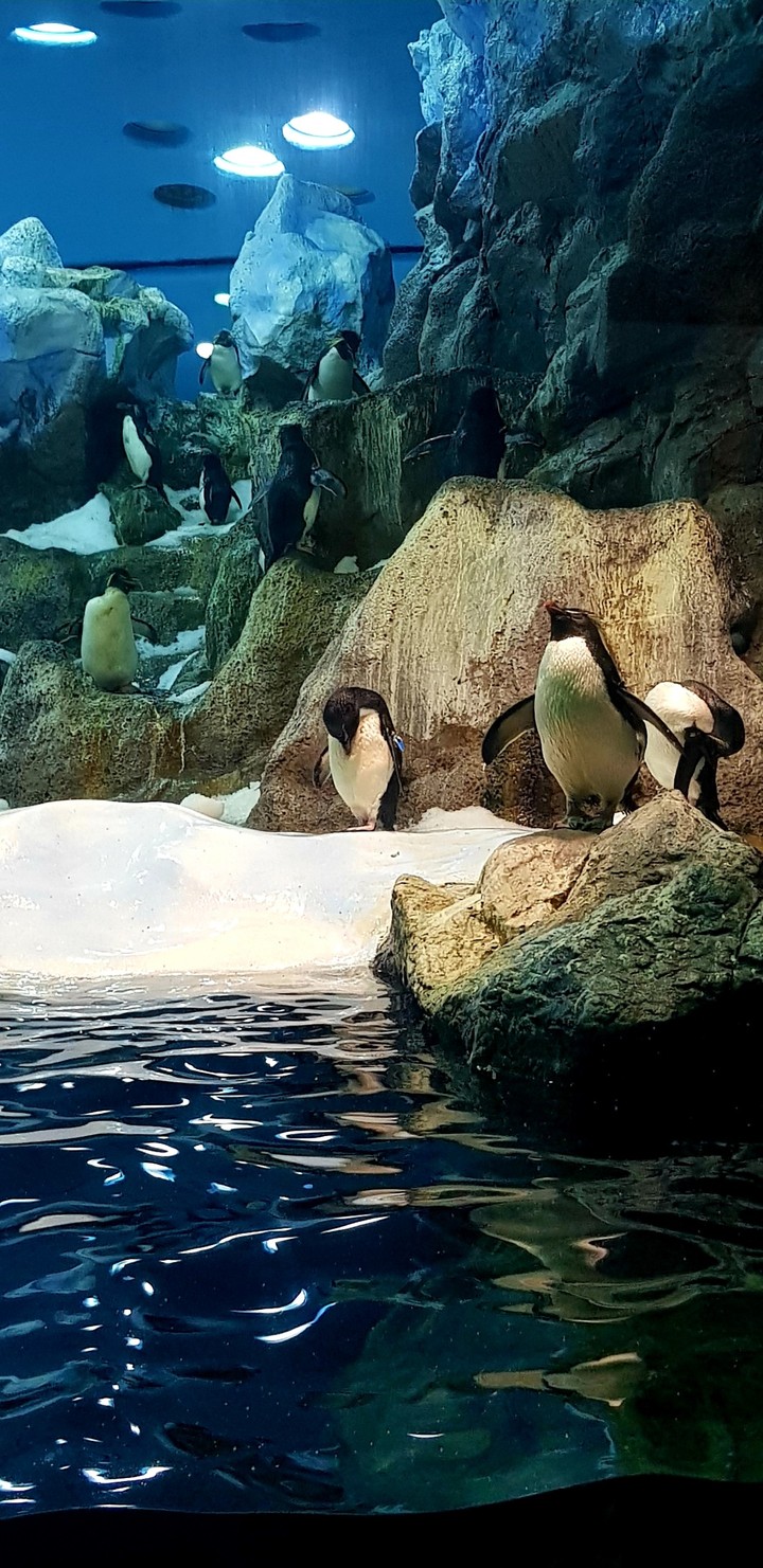Penguins