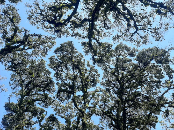 natural lungs