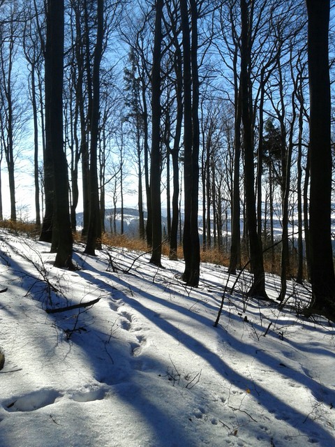 Trees and mountan
