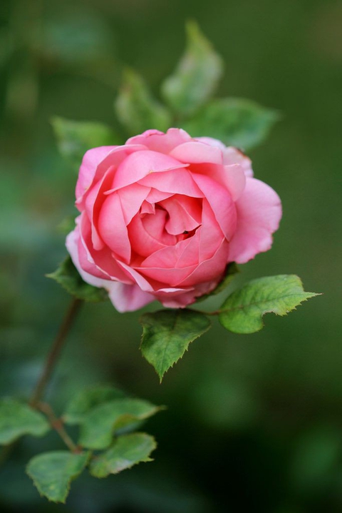 sfondi rose, groundcover