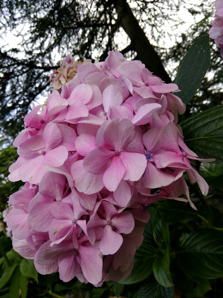 Flower Nature