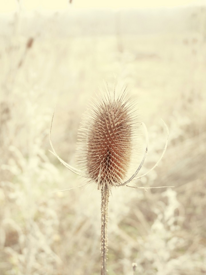 thistle