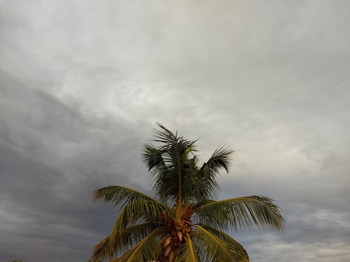 Coconut Tree in Dark Clouds