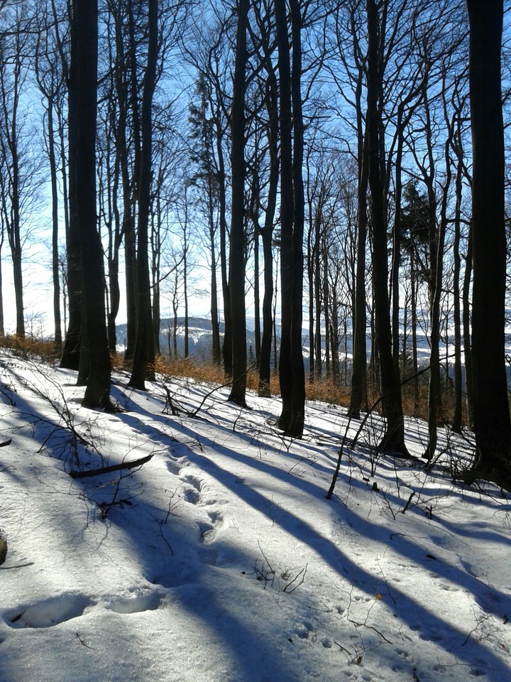 Trees and mountan
