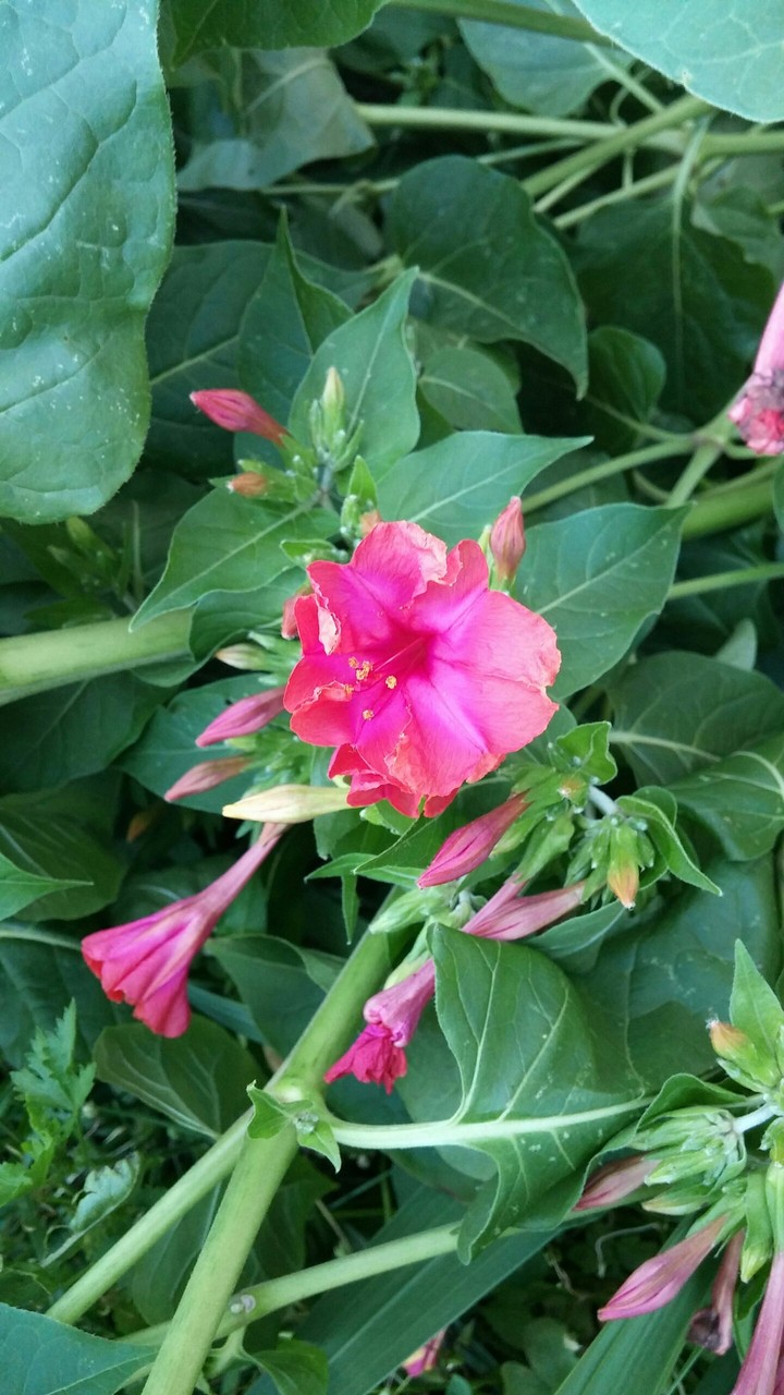 pretty by night flower