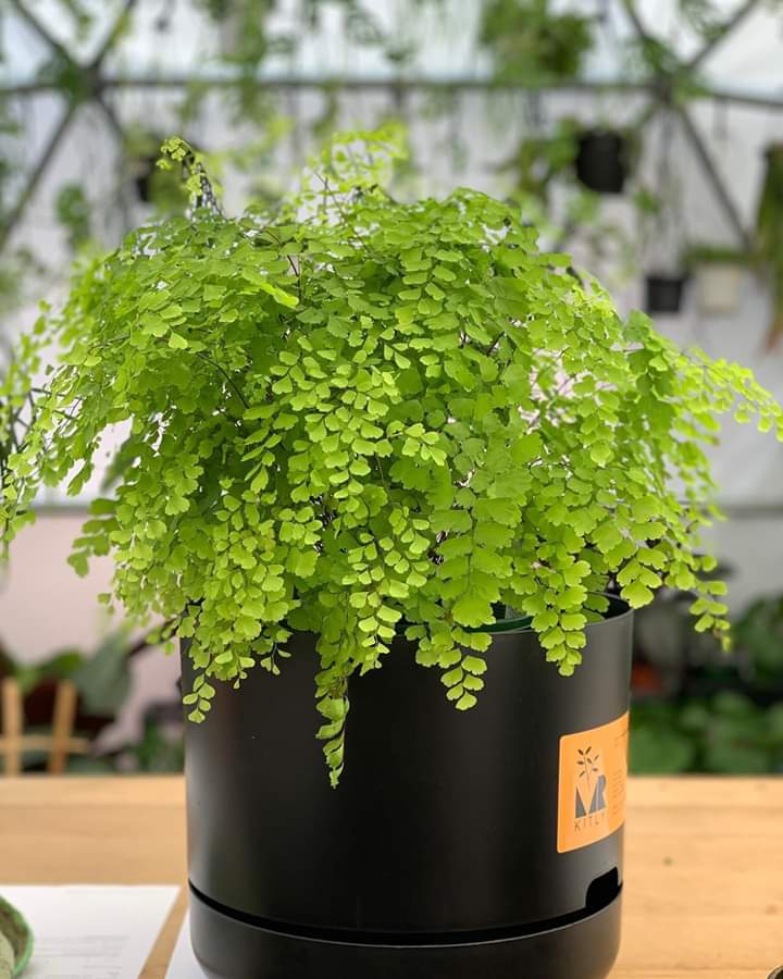Plant