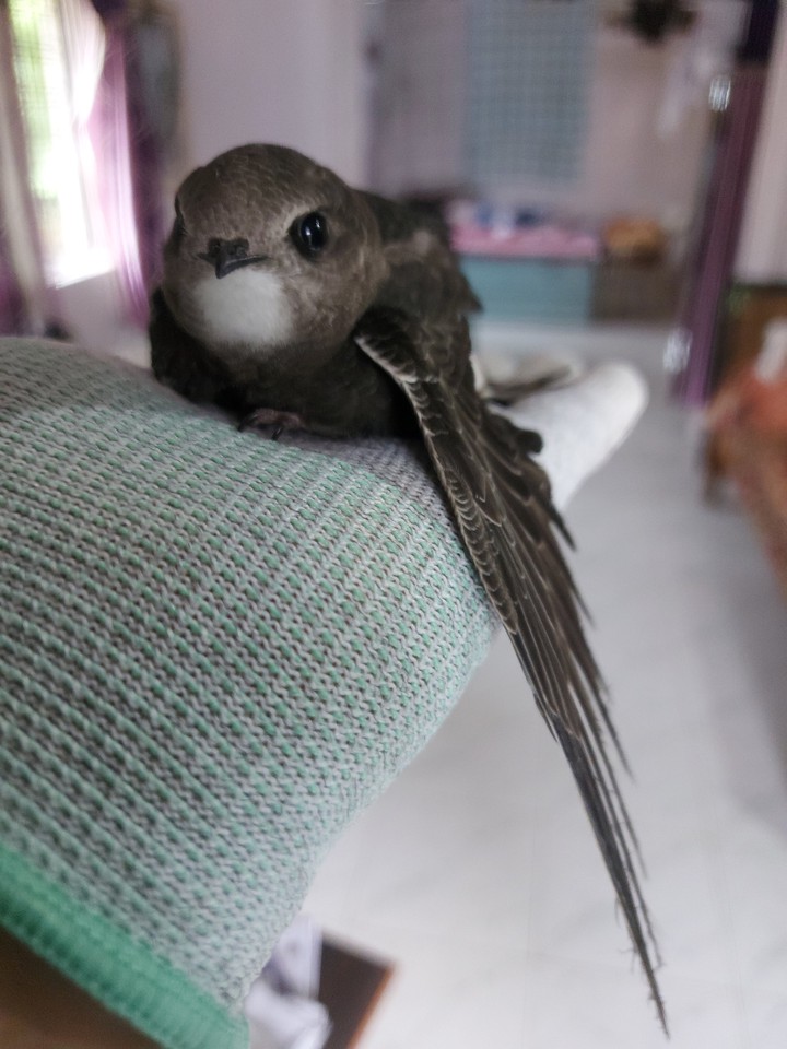 black Phoebe