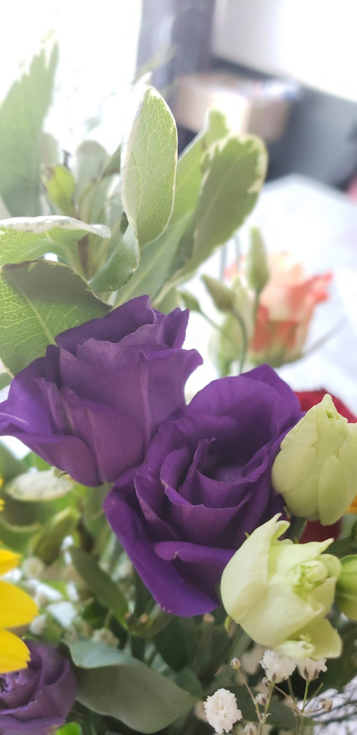 rose violette