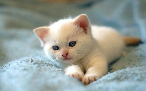 white cute cat