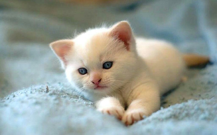 white cute cat