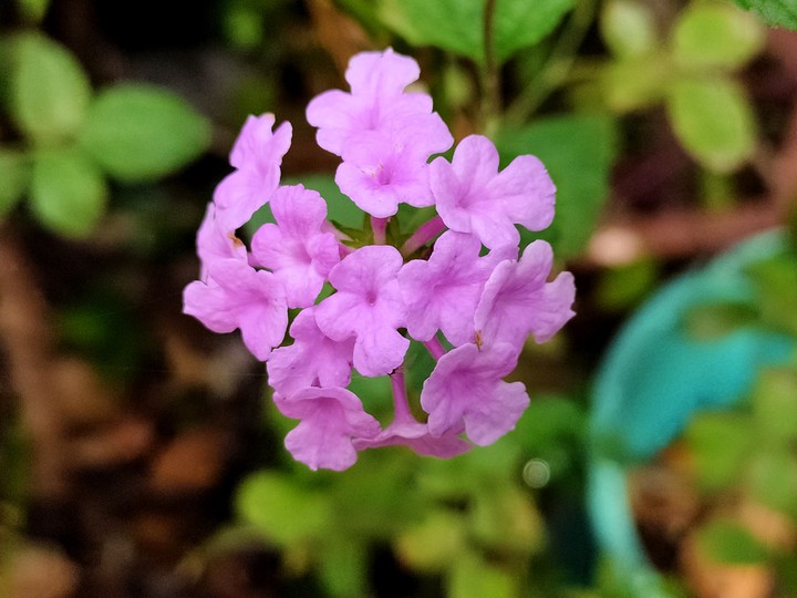 Lantana