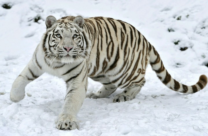 tiger