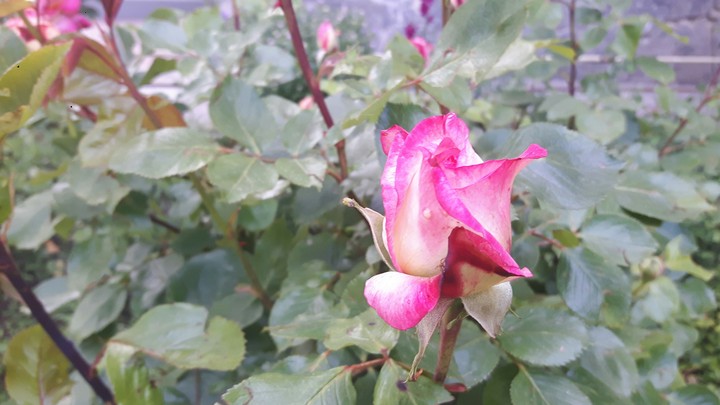 Rose