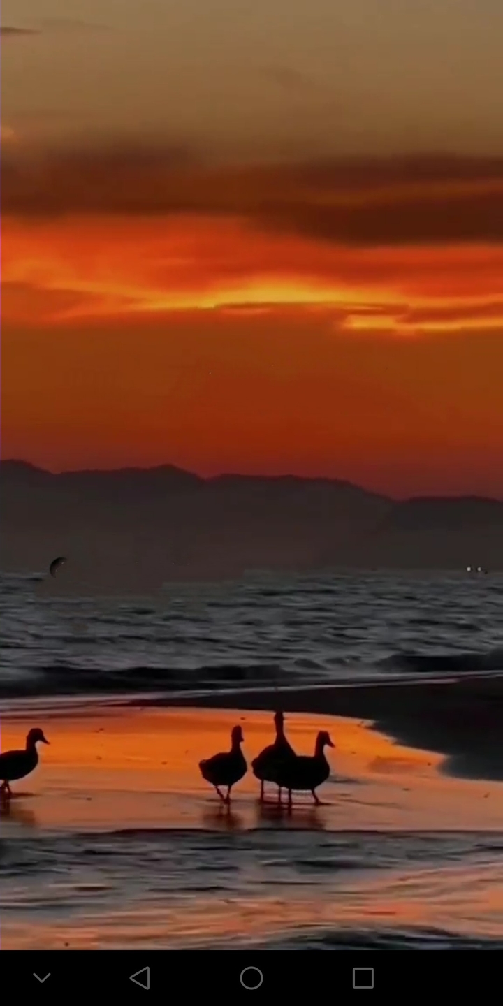 sunset birds