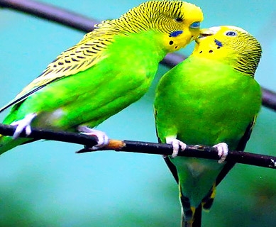 love birds