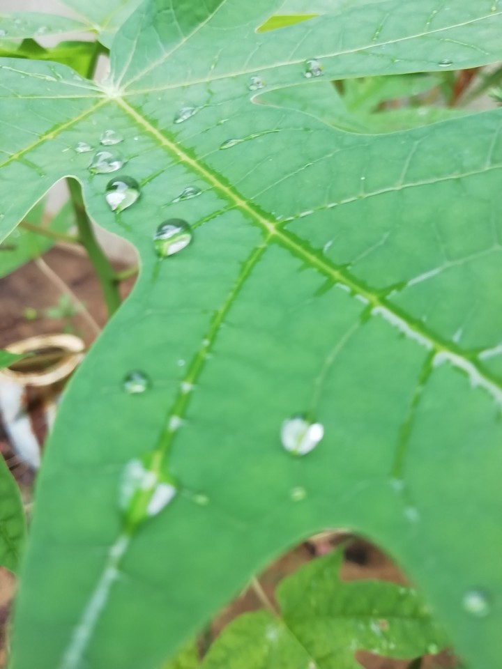 water drops