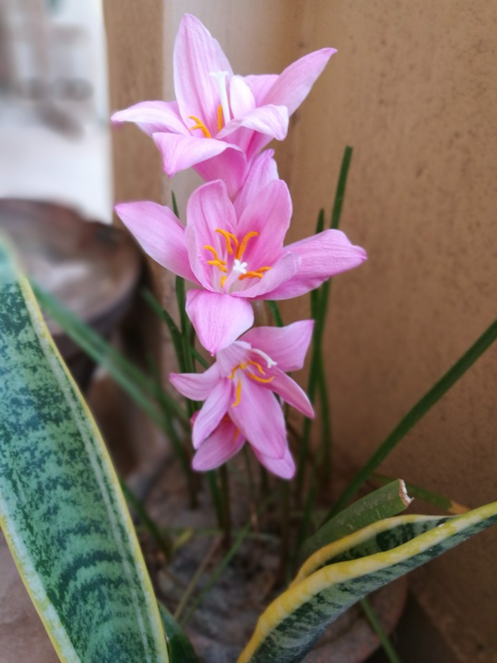 flowers