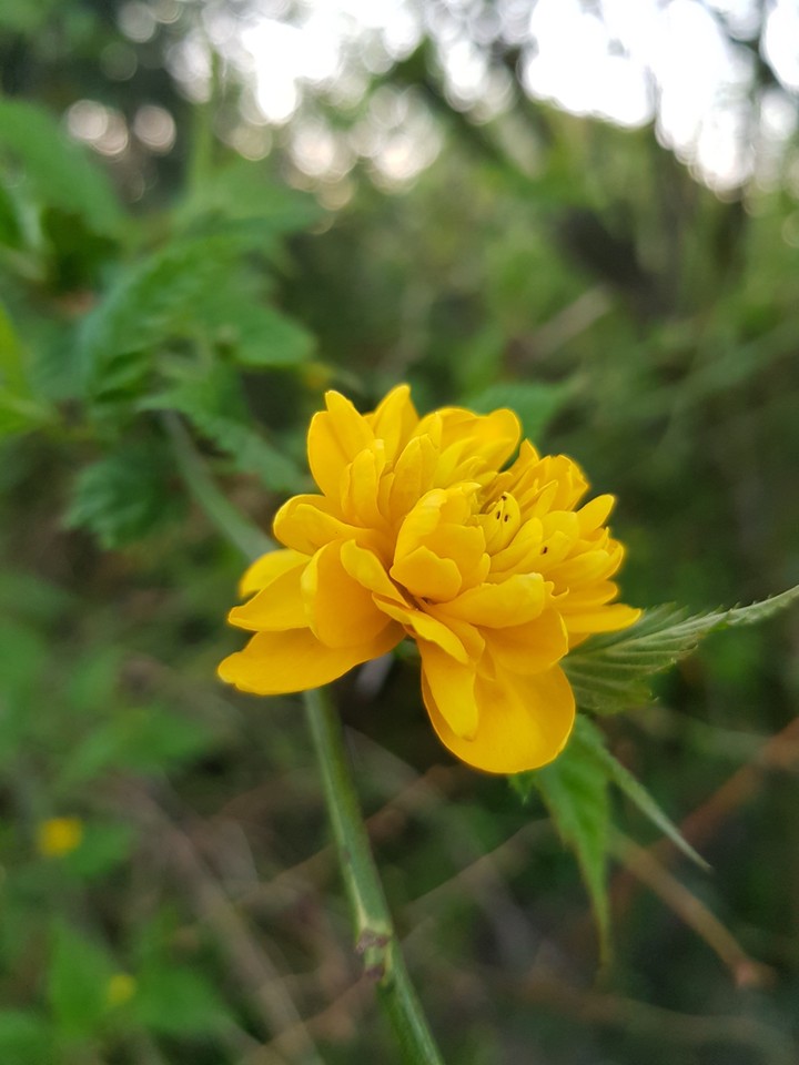 Yellow flower