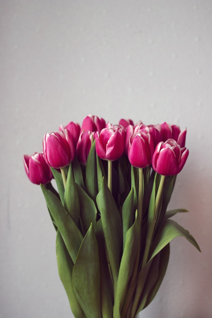 tulips
