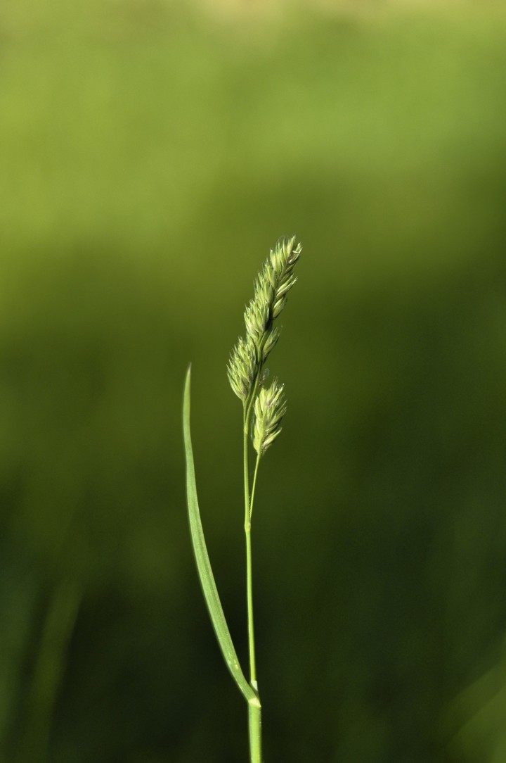 Natur