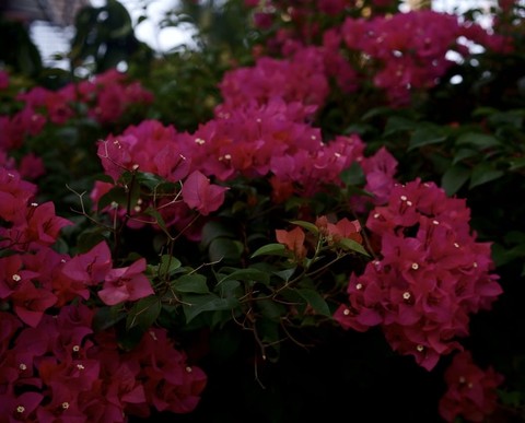 обои flower, magenta