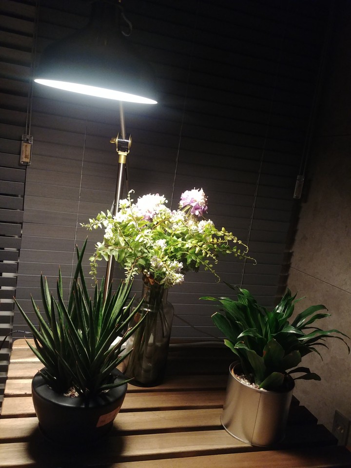 light
