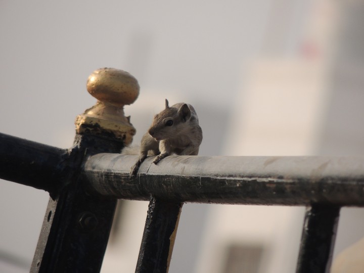 squirrel