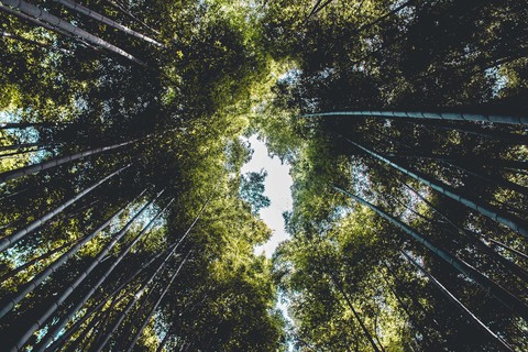 Trees Bottom View Branches