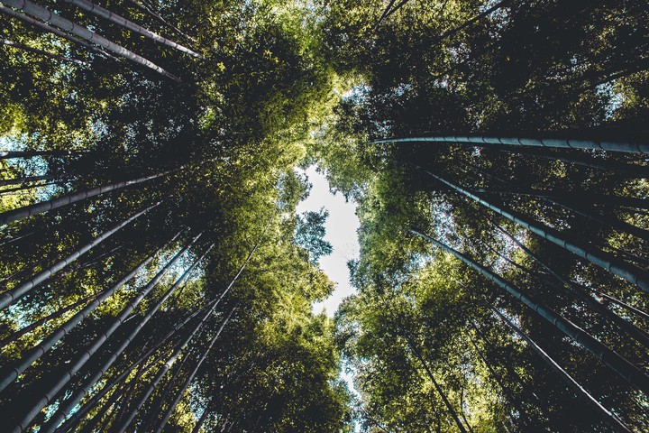 Trees Bottom View Branches