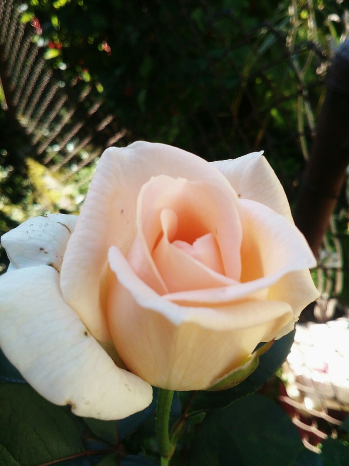 rose