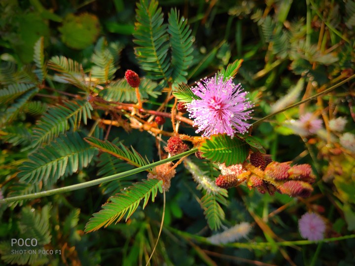 flower in the bush