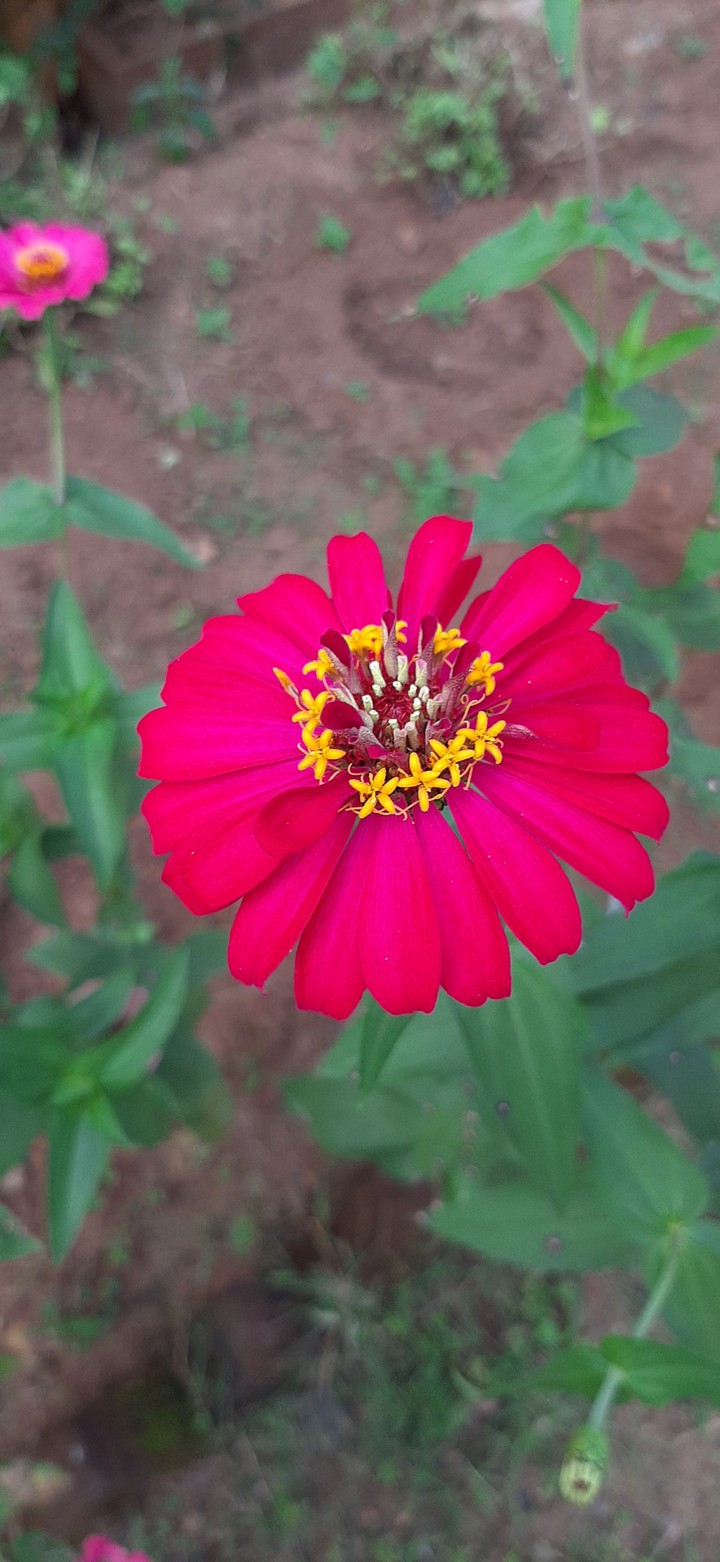 red flower