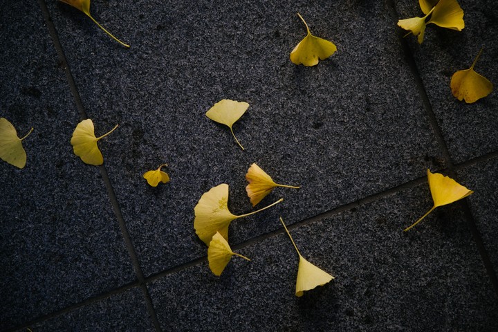 Fallen Flowers