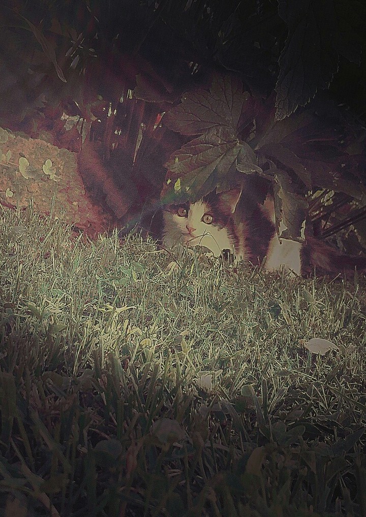 <SpiderCat>