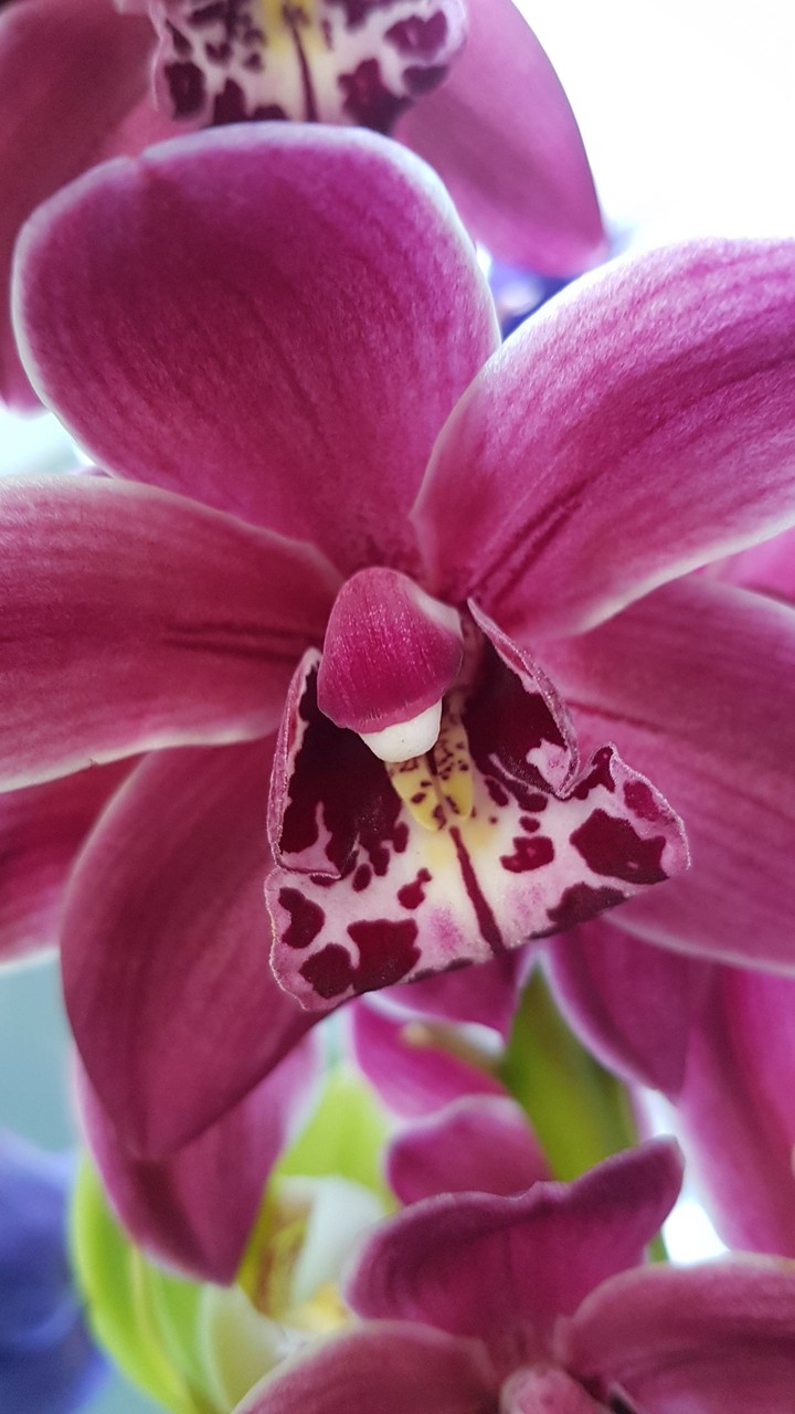 orchid