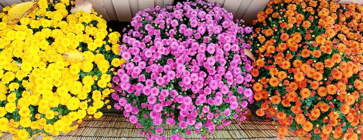 flowers