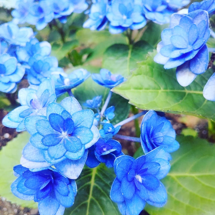 hydrangea