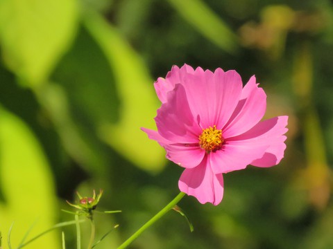 fleur